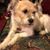 Pete Aiello's profile image