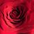 Kimmie Wheeler Kingsley's profile image