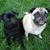 Sylvia Principe England's profile image