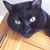 Neal Williams's profile image
