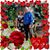 Susan Ramey's profile image