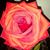 Llajaira Losa's profile image