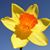 Daffodil SB's profile image