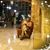 Shahid H. Syed's profile image