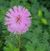 Linda Seiderman-Mair's profile image