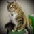 Kat Alwyn's profile image