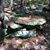 Karen Whipple Thomas's profile image