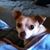 Lisa Gallegos's profile image