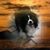 Kim Snowden's profile image