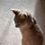 Shari Van Lysal's profile image