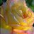Vicki Spolar's profile image