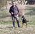 Kevin Qualls's profile image