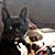 Tony N Ginger Johnson's profile image