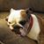 R.F. Dawn Richardson's profile image