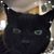 Shannon Lee's profile image