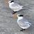 Marsha Lawhead's profile image