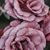 Sue Murphy McFarland Souders's profile image