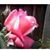 Cheryl Murphy T's profile image