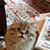 Susan Siler's profile image