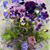 Holly Pearce Rosado's profile image