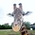 Stephanie Morris's profile image
