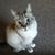 Rob Alpert's profile image