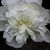 Sheri Swanson's profile image