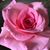 Kim McLaughlin's profile image