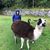 Alicia Besaw's profile image