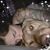 Shannon Dupell's profile image