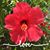 Shelli Buda's profile image
