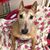 Tracey Matthews's profile image