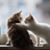 Linda Goetz's profile image