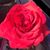Anissa Tapp Newkirk's profile image