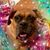 Rogena Schuyler Silverman's profile image