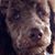Tammy Boyd Black's profile image