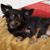 Diana Williams's profile image