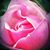 Robert Geer's profile image