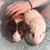 Alanna R. Stockstill's profile image