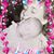 Tami Adams's profile image