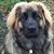 Susan Skinner's profile image