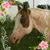 Dianna Myers's profile image