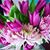 Nicole Streeter's profile image