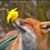 Annie Fox's profile image