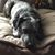 Carol Foell Tallevi's profile image