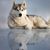 Valerie Krause's profile image