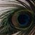 Patricia Silva Wassinger's profile image