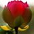 Rose Carpenter's profile image