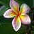 Tess Kapua's profile image