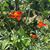 Christine Boschen Ghodrati's profile image